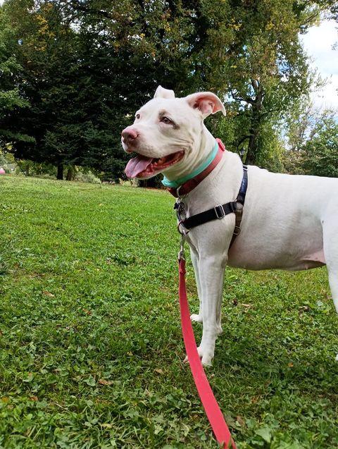 LILO, Adoptable, Adult Female Pit Bull Terrier.