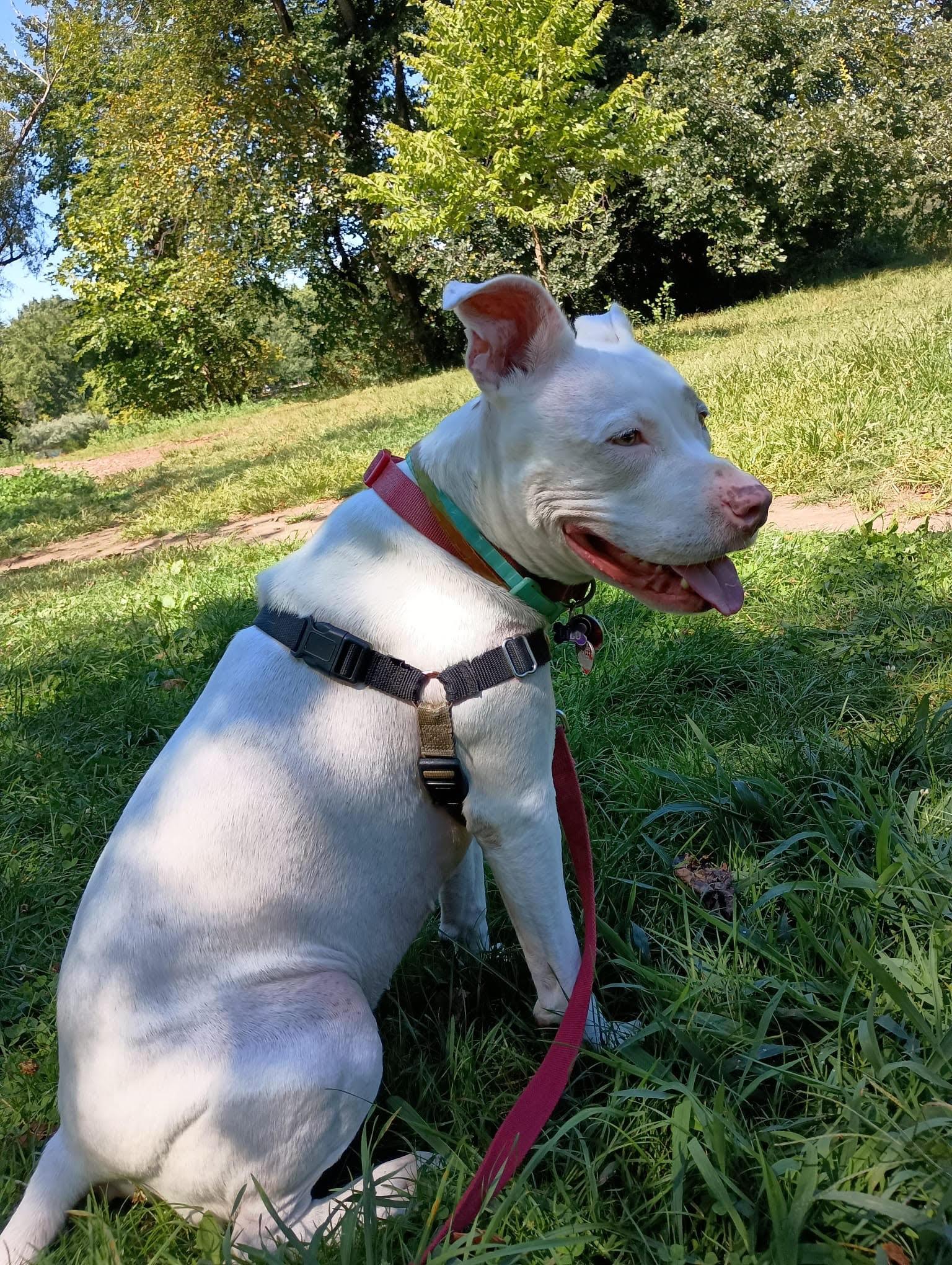 LILO, a Adoptable Pit Bull Terrier in Ridgefield, CT image 5/5