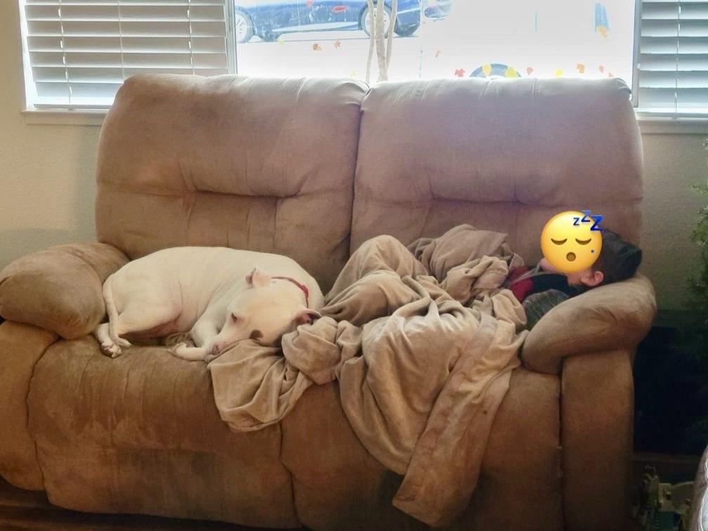 LILO, a Adoptable Pit Bull Terrier in Ridgefield, CT image 2/5