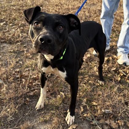 Sailor, a Adoptable mixed breed in Bryan, TX image 1/3