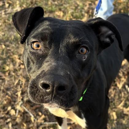 Sailor, a Adoptable mixed breed in Bryan, TX image 2/3
