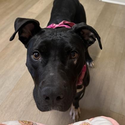 Sailor, a Adoptable mixed breed in Bryan, TX image 3/3