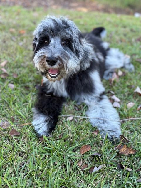 Moose, ADOPTABLE, Young Male Goldendoodle & Miniature Poodle.