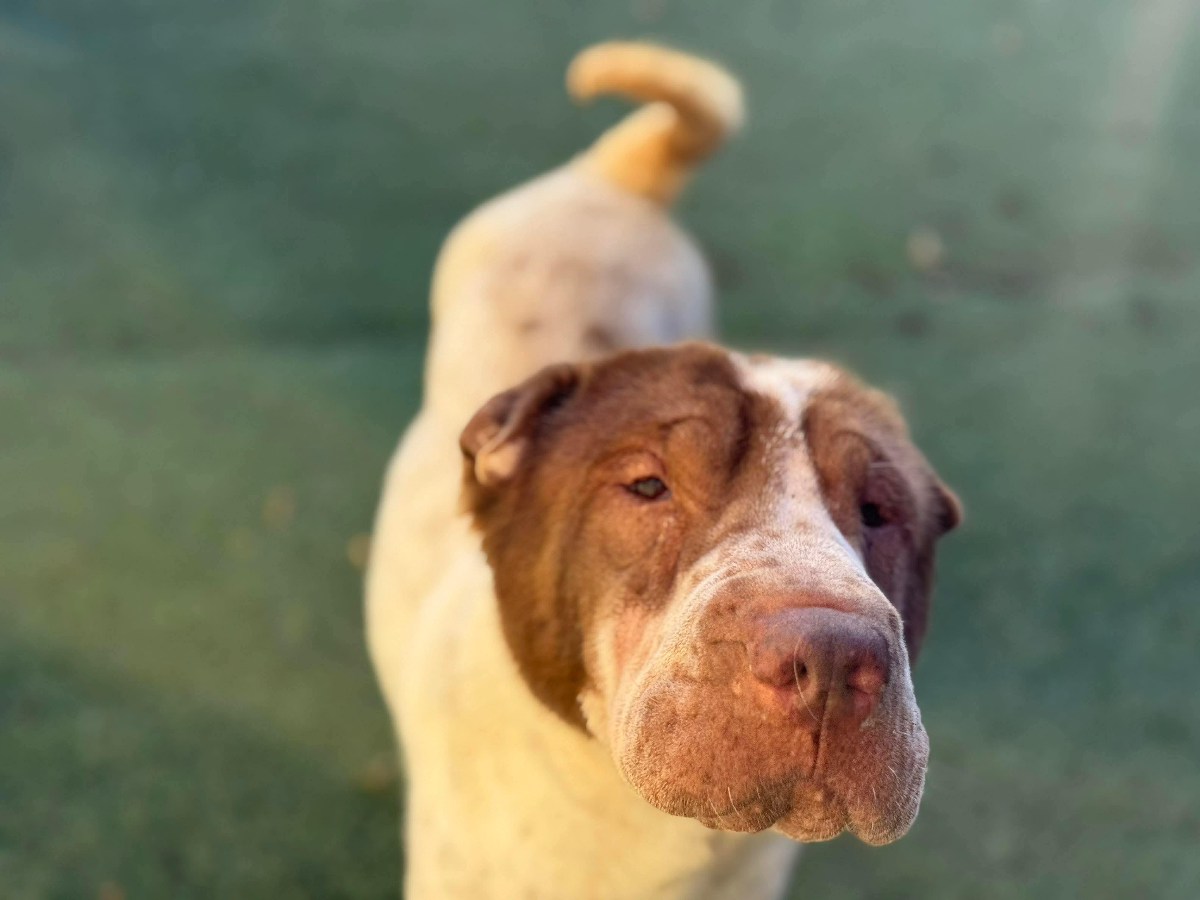 Prosciutto, a Adoptable Shar-Pei in Mount Juliet, TN image 1/3