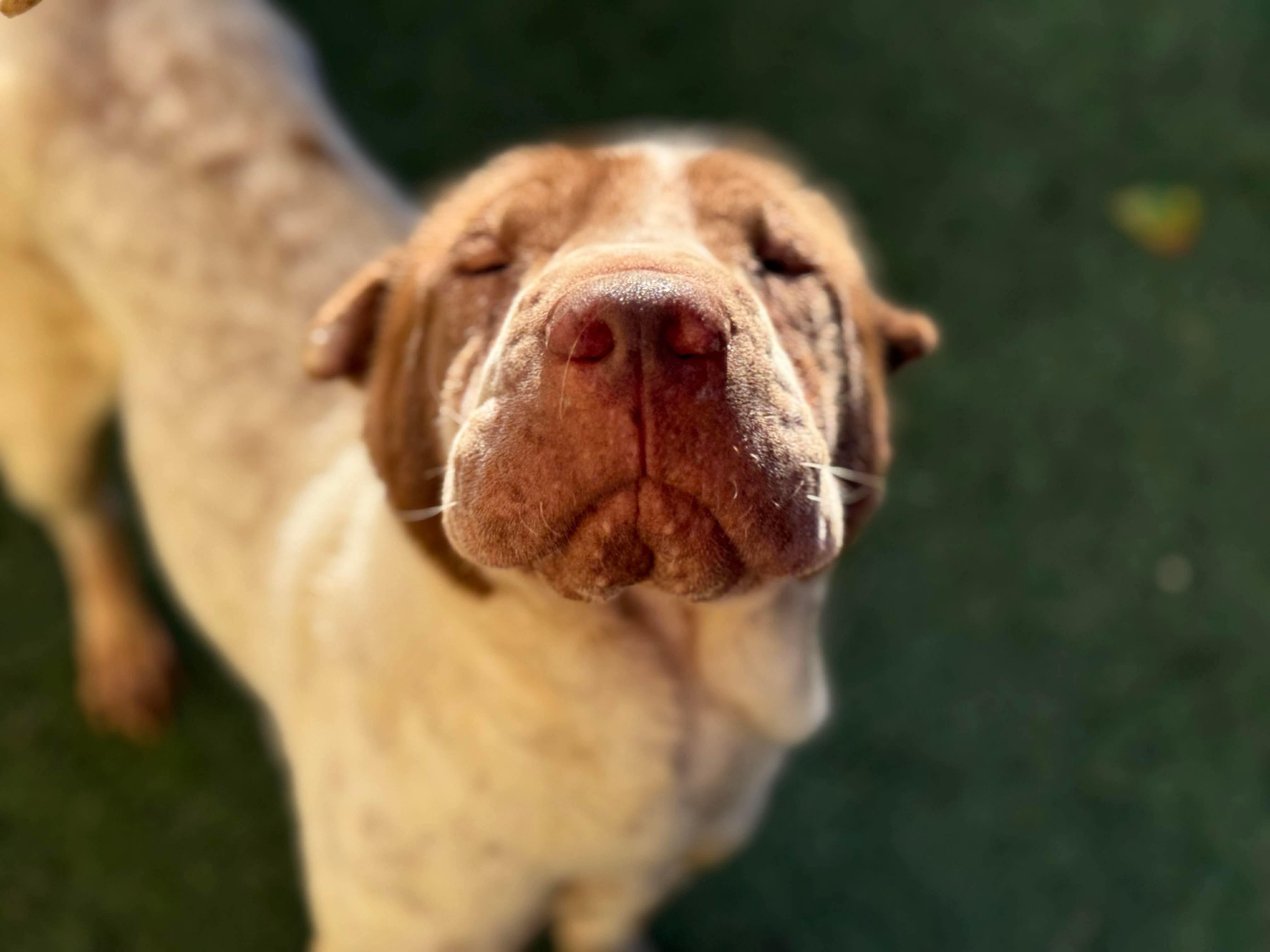 Prosciutto, a Adoptable Shar-Pei in Mount Juliet, TN image 2/3