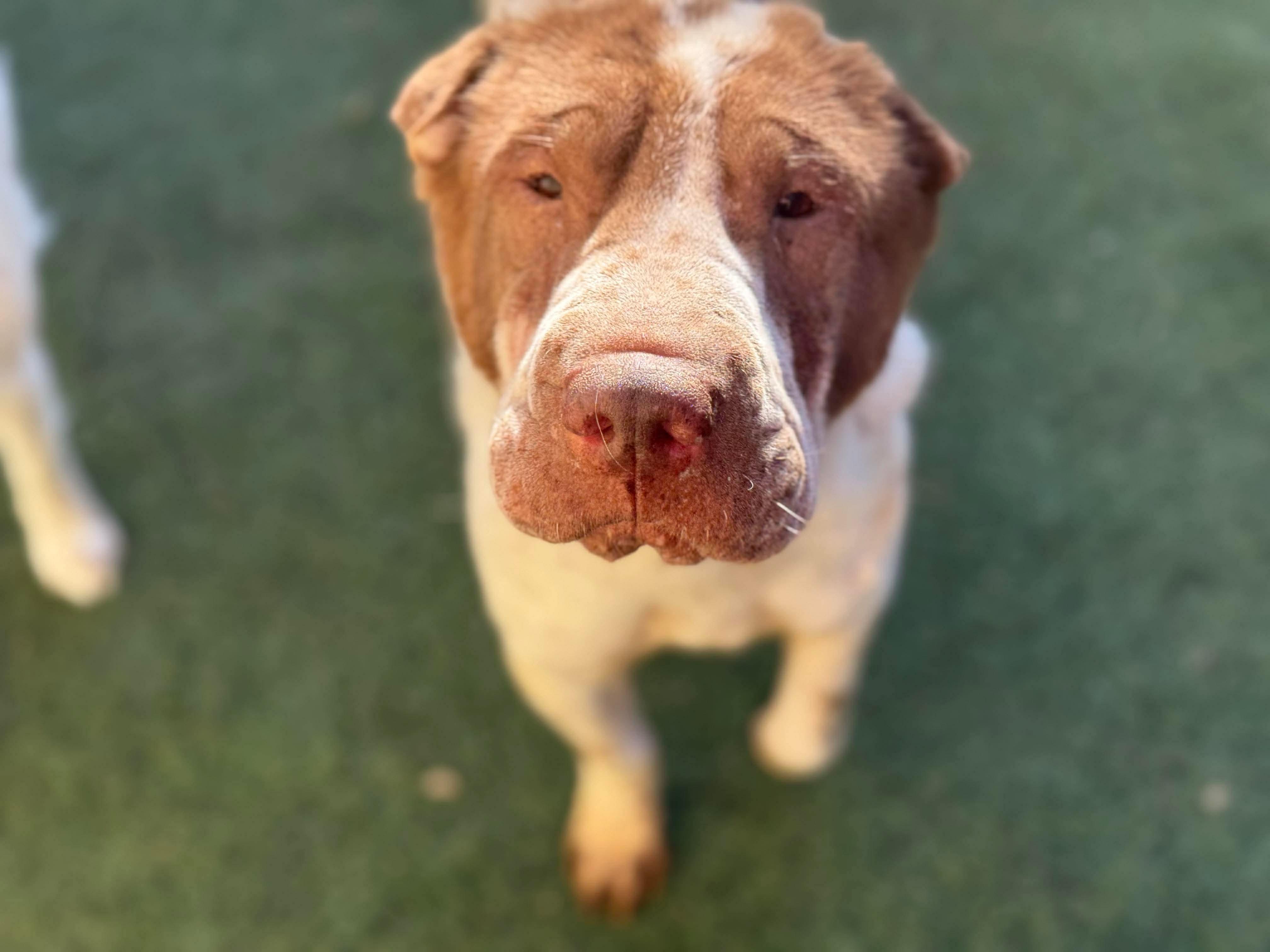 Prosciutto, Adoptable, Adult Male Shar-Pei.