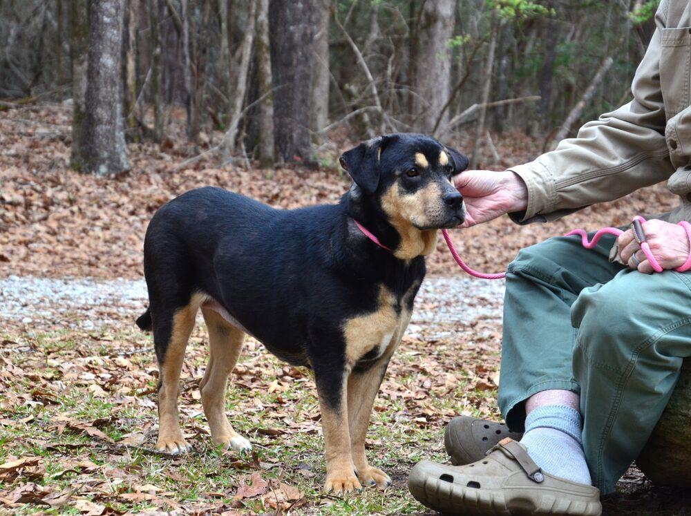 Dulce, Adoptable, Young Female Rottweiler & Hound.
