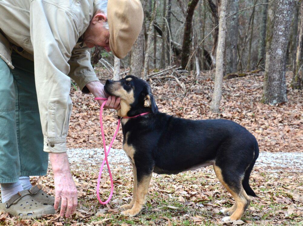 Enlarge Dulce, a Adoptable mixed breed in Willingboro, NJ image 2/6