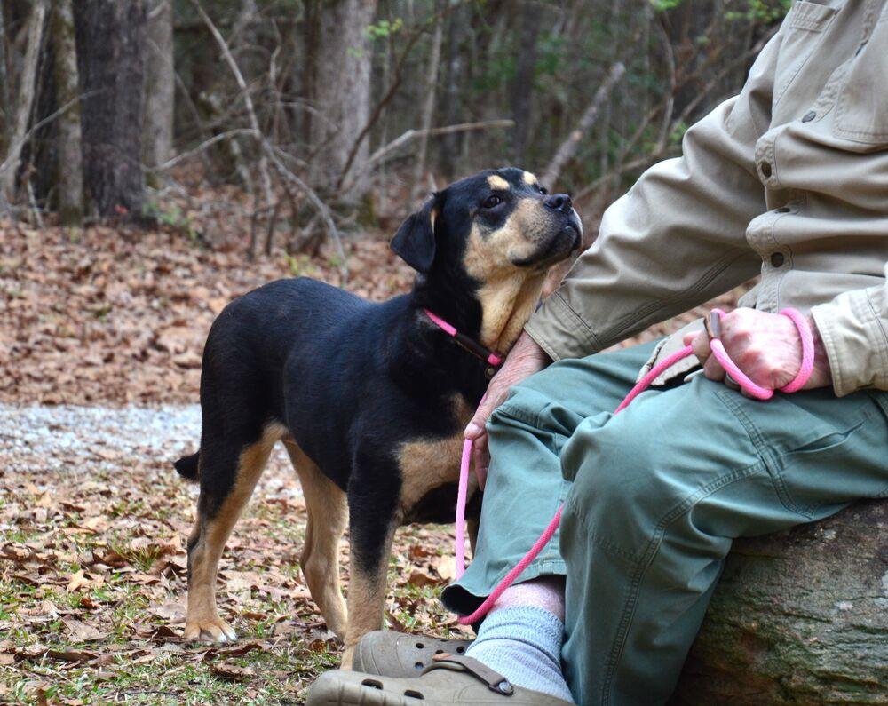 Enlarge Dulce, a Adoptable mixed breed in Willingboro, NJ image 3/6