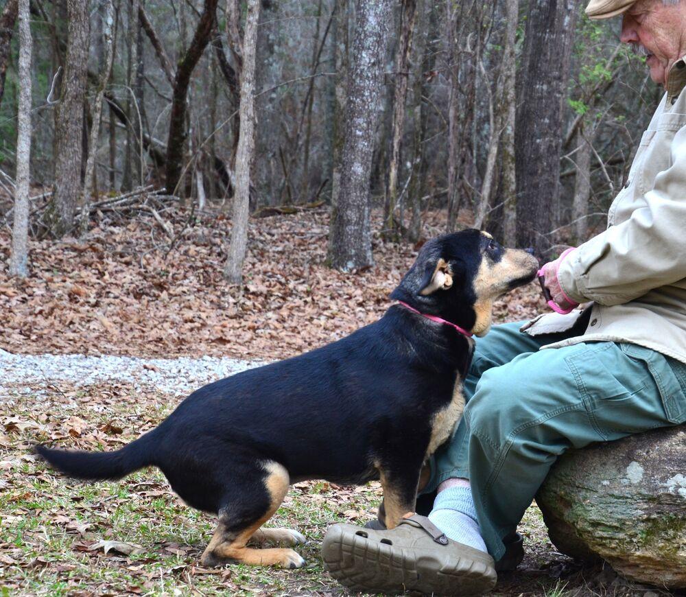 Enlarge Dulce, a Adoptable mixed breed in Willingboro, NJ image 4/6