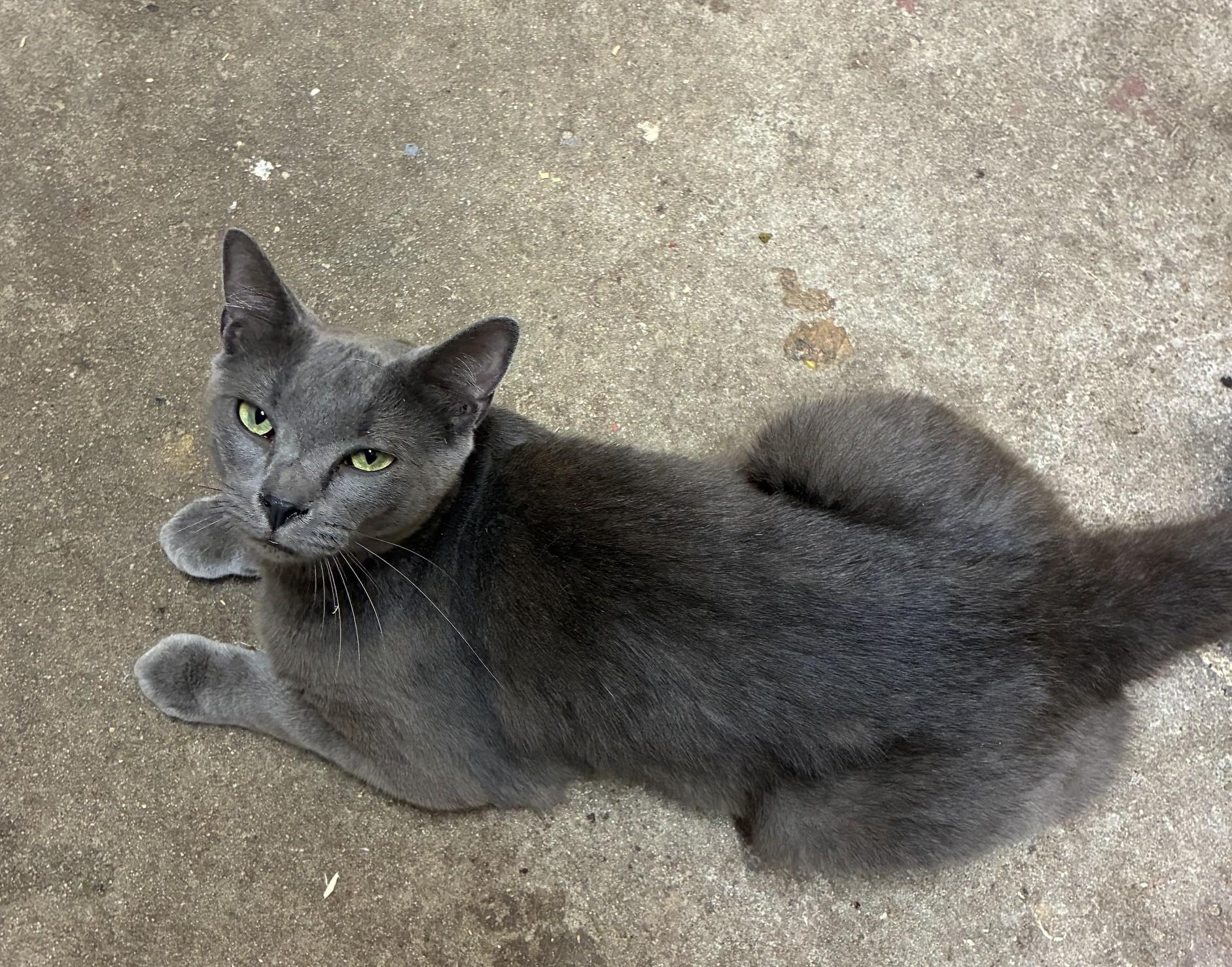 Stewart, ADOPTABLE, Adult Male Domestic Short Hair.