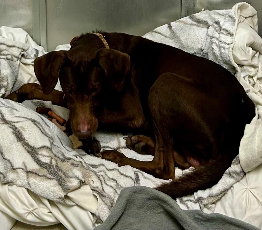 Toby, Adoptable, Young Male Doberman Pinscher.