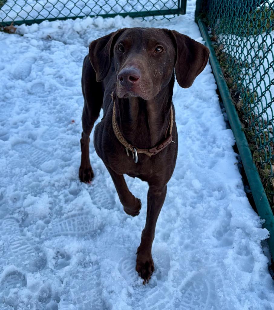Enlarge Toby, a Adoptable mixed breed in Little Rock, AR image 2/4