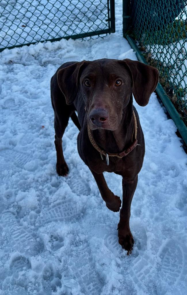 Enlarge Toby, a Adoptable mixed breed in Little Rock, AR image 3/4
