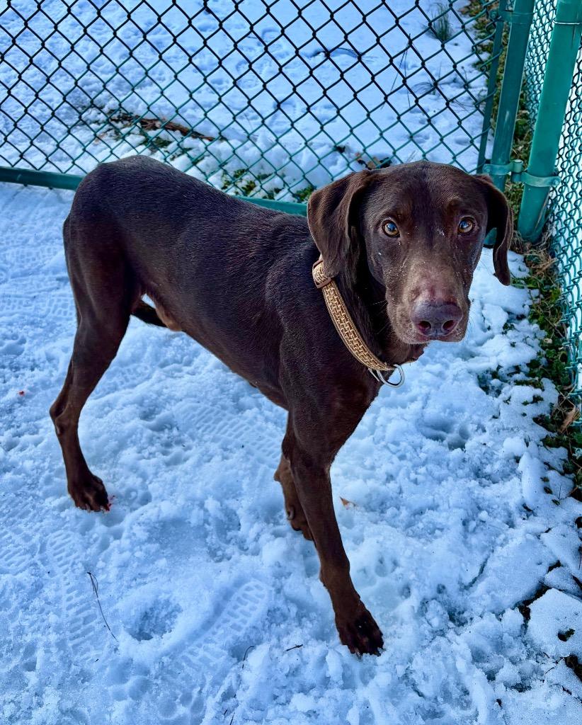 Enlarge Toby, a Adoptable mixed breed in Little Rock, AR image 4/4
