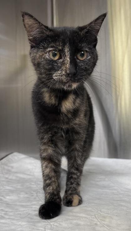 Ricotta, Adoptable, Kitten Female Domestic Short Hair & Domestic Short Hair.