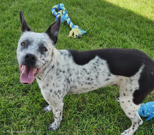 DRACO, Adoptable, Young Male Pit Bull Terrier & Mixed Breed.