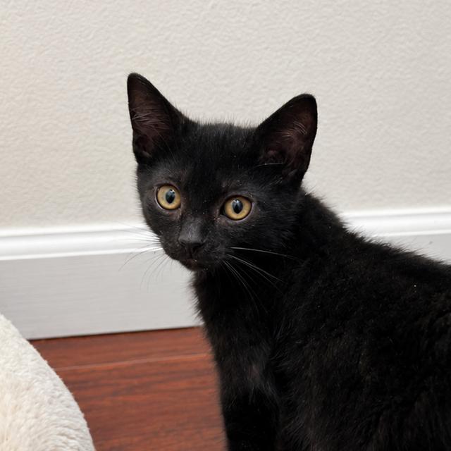 Fenrir, adopted, Kitten Male Domestic Short Hair.