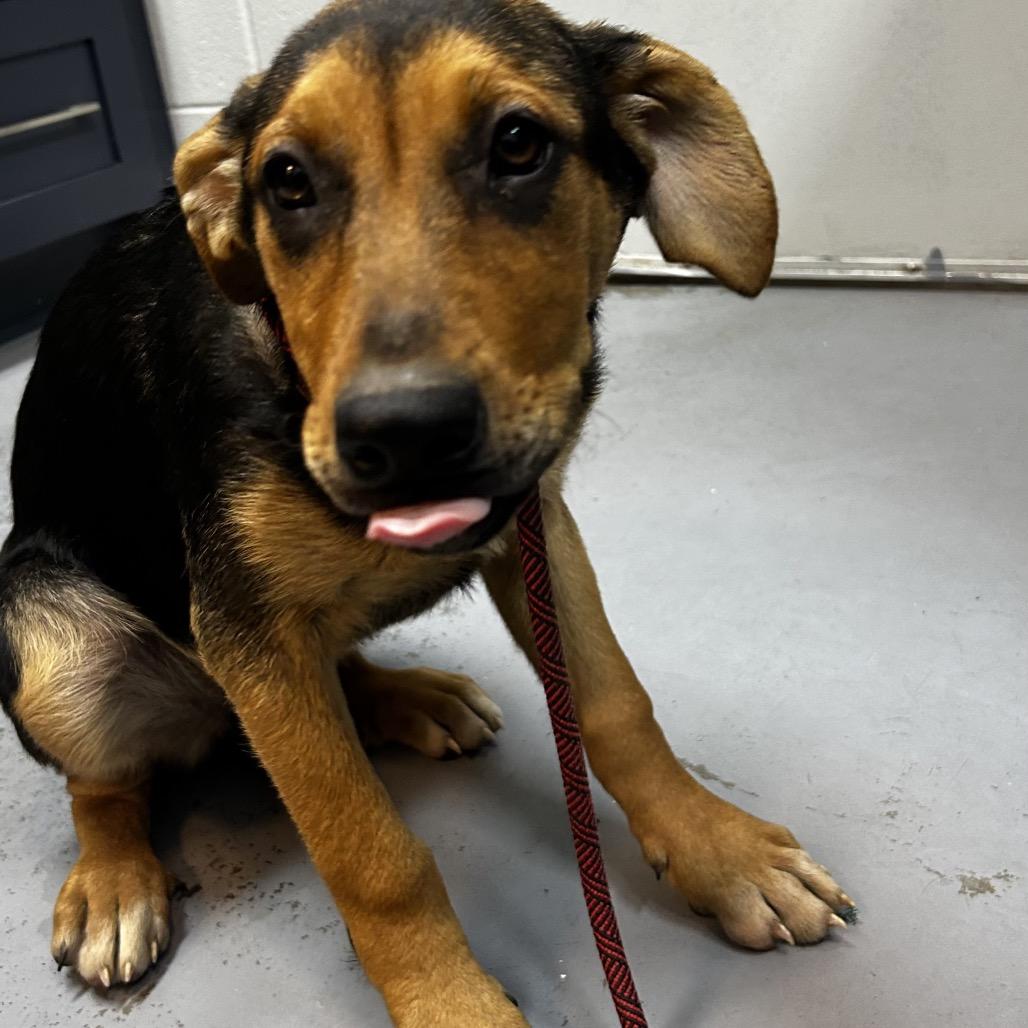 Chicken, Adoptable, Puppy Female Mixed Breed.