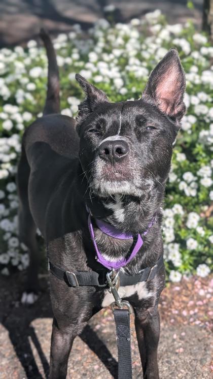 (A)Nori, Adoptable, Adult Male Cattle Dog & Mixed Breed.