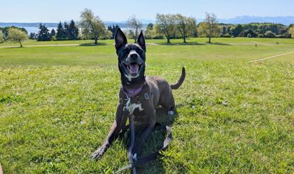 Enlarge Nori, a Adoptable mixed breed in Bellevue, WA image 1/3