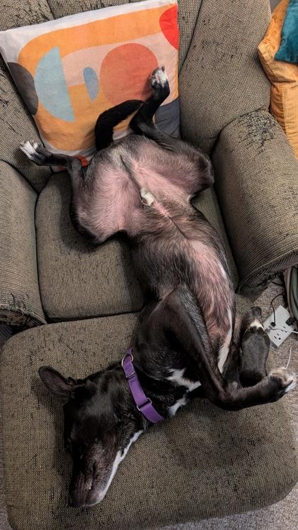 Enlarge Nori, a Adoptable mixed breed in Bellevue, WA image 2/3