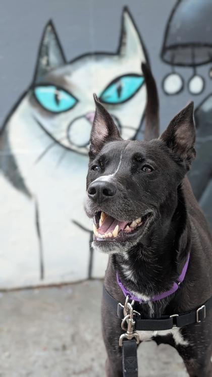 Enlarge Nori, a Adoptable mixed breed in Bellevue, WA image 3/3