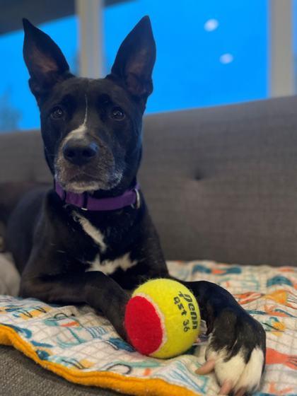 Enlarge Nori, a Adoptable mixed breed in Bellevue, WA image 2/3