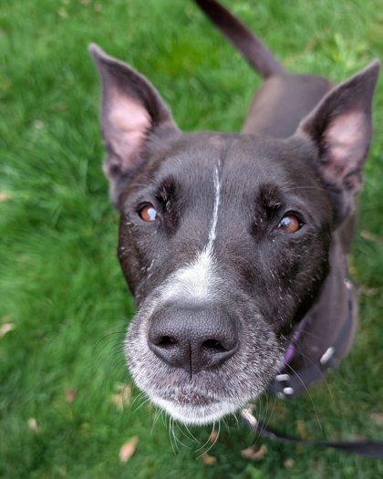 Enlarge Nori, a Adoptable mixed breed in Bellevue, WA image 3/3