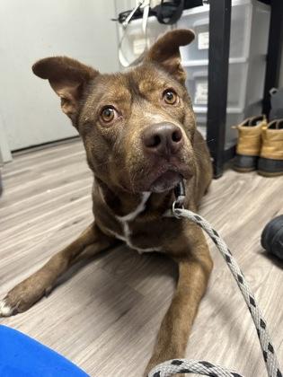 Enlarge Summit, a Adoptable mixed breed in Norfolk, VA image 1/1