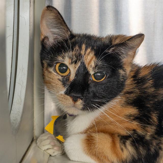 Enlarge MARY, a Adoptable Domestic Short Hair in Saint Louis, MO image 1/1