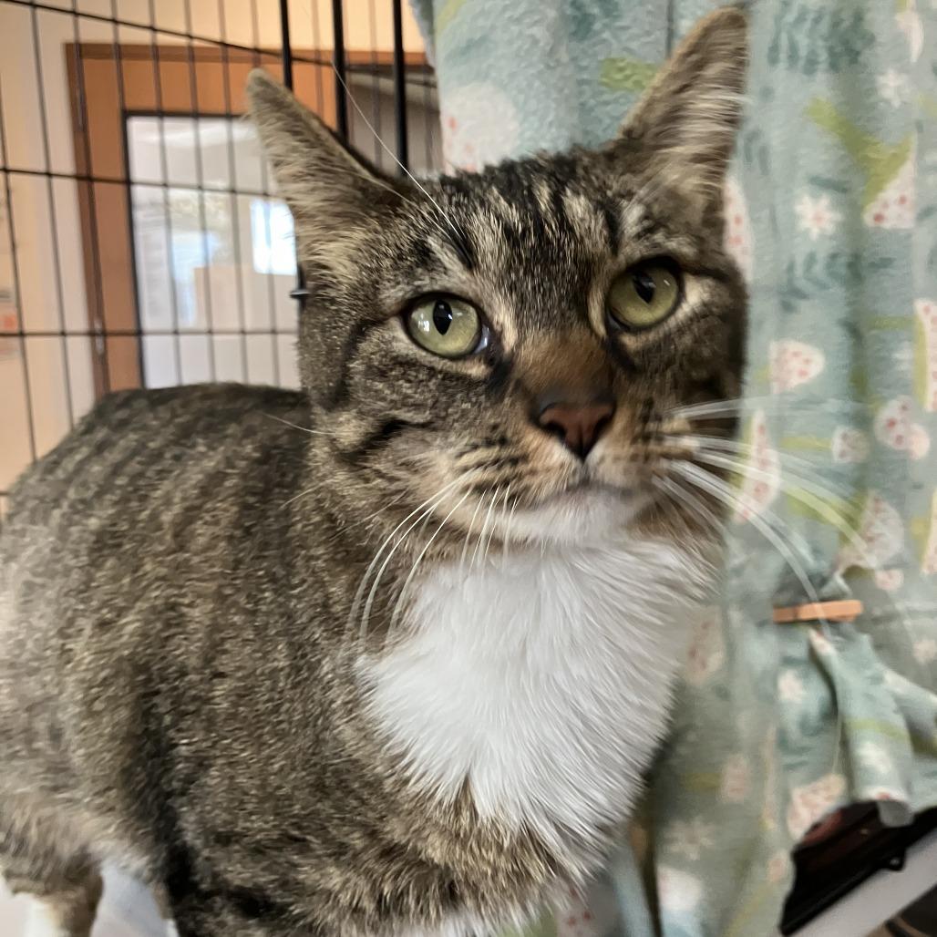 Enlarge Robin, a Adoptable Domestic Short Hair in Idaho Falls, ID image 1/5