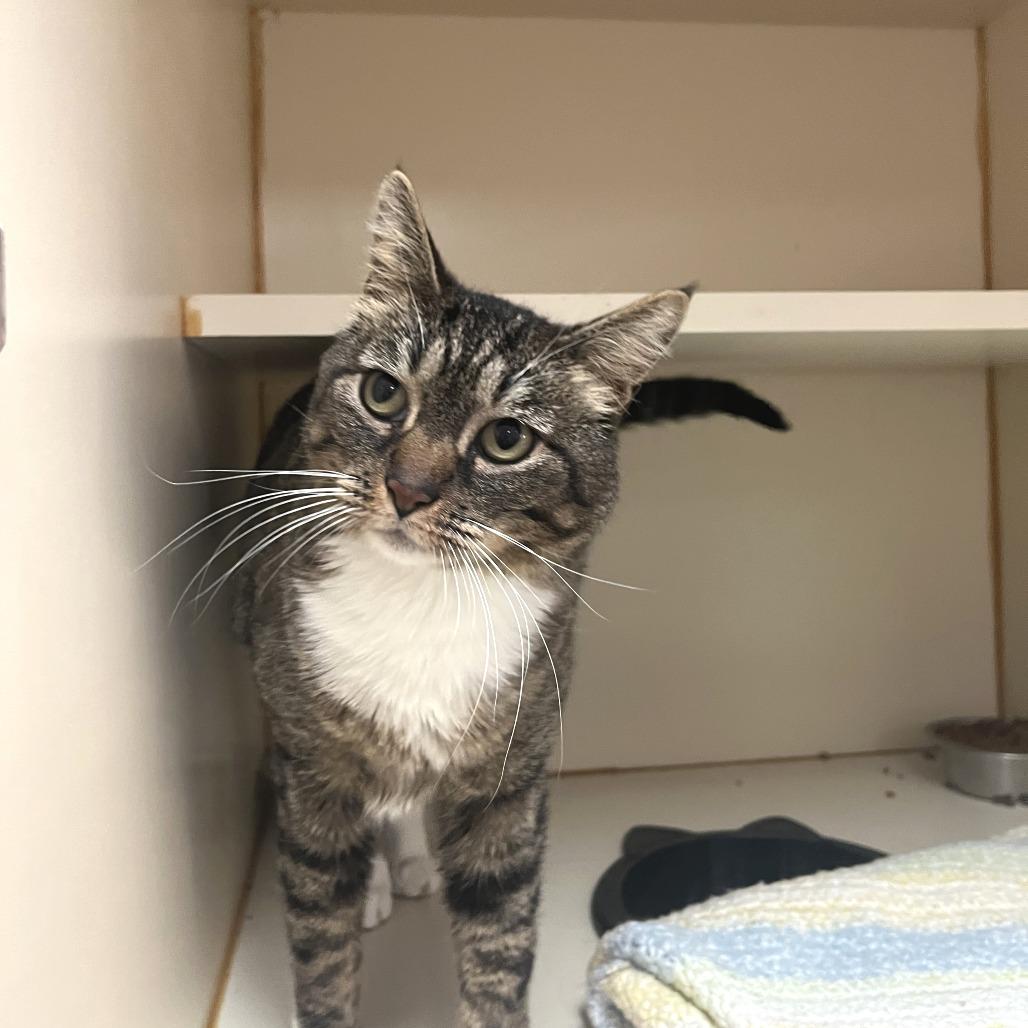 Enlarge Robin, a Adoptable Domestic Short Hair in Idaho Falls, ID image 2/5