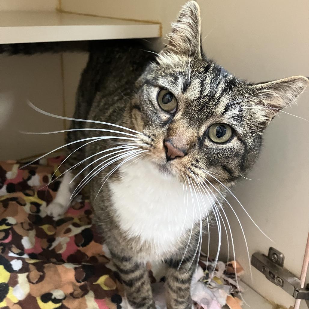 Enlarge Robin, a Adoptable Domestic Short Hair in Idaho Falls, ID image 3/5
