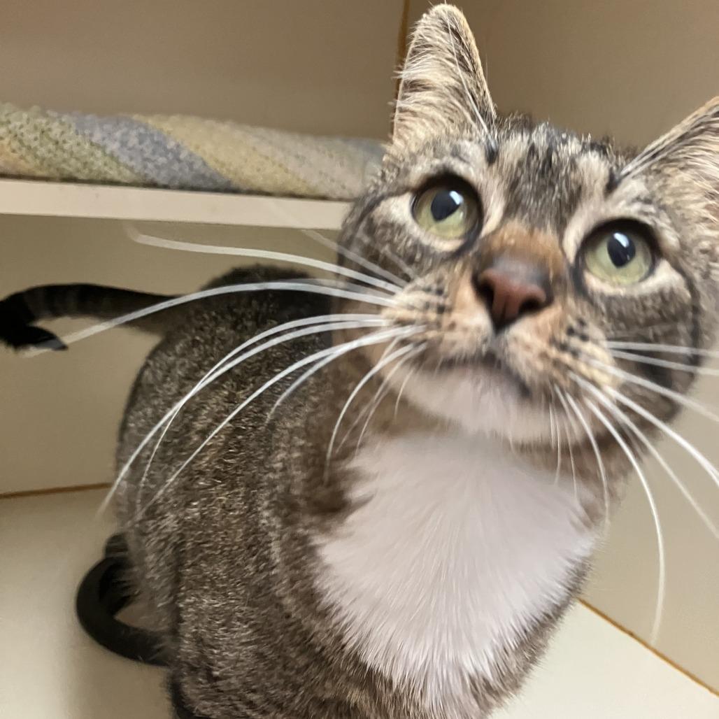 Enlarge Robin, a Adoptable Domestic Short Hair in Idaho Falls, ID image 4/5