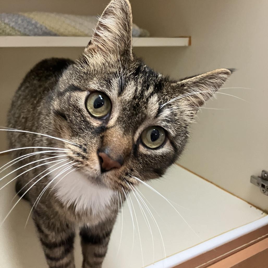 Enlarge Robin, a Adoptable Domestic Short Hair in Idaho Falls, ID image 5/5