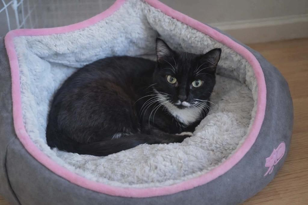 Josephine - In foster - Call for appt, Adoptable, Young Female Domestic Short Hair.