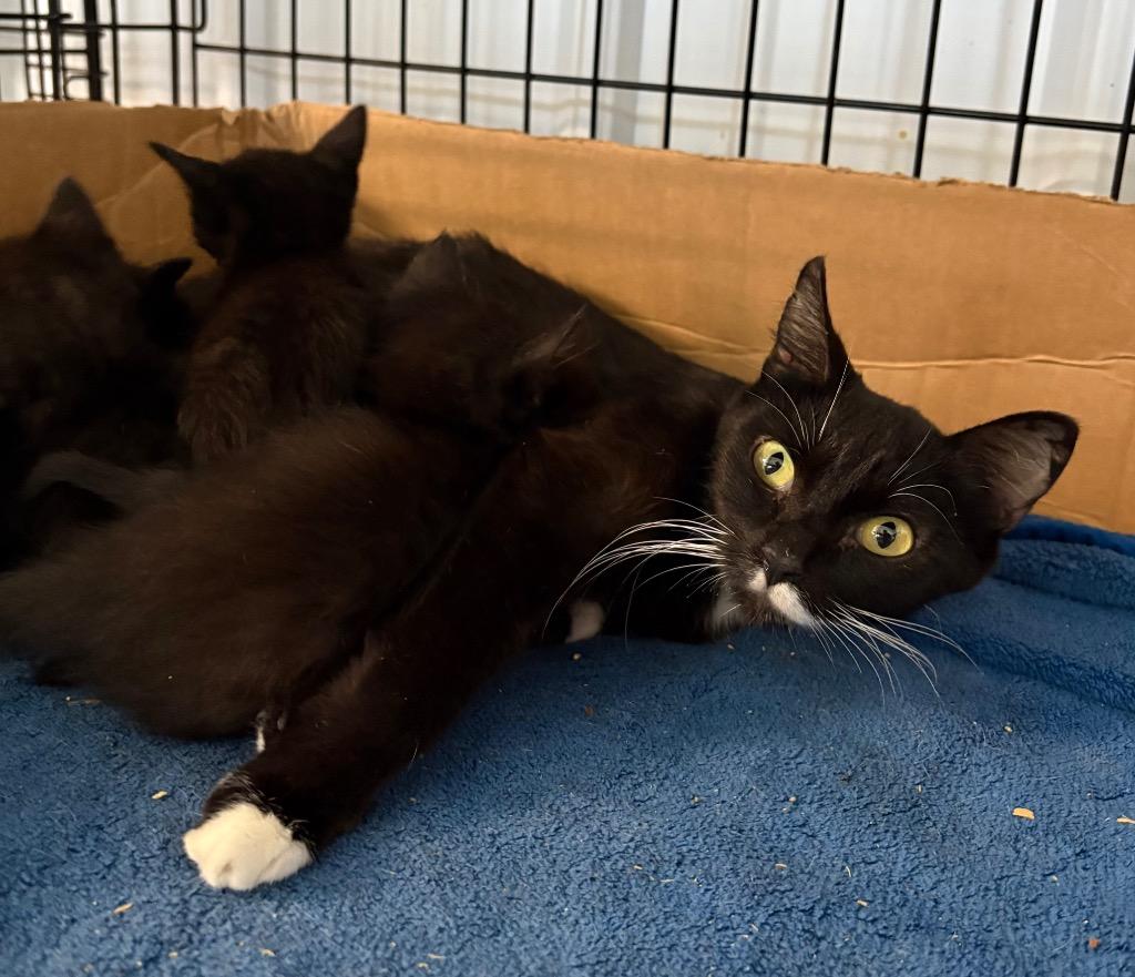 Enlarge Josephine - In foster - Call for appt, a Adoptable mixed breed in Pierceton, IN image 3/5