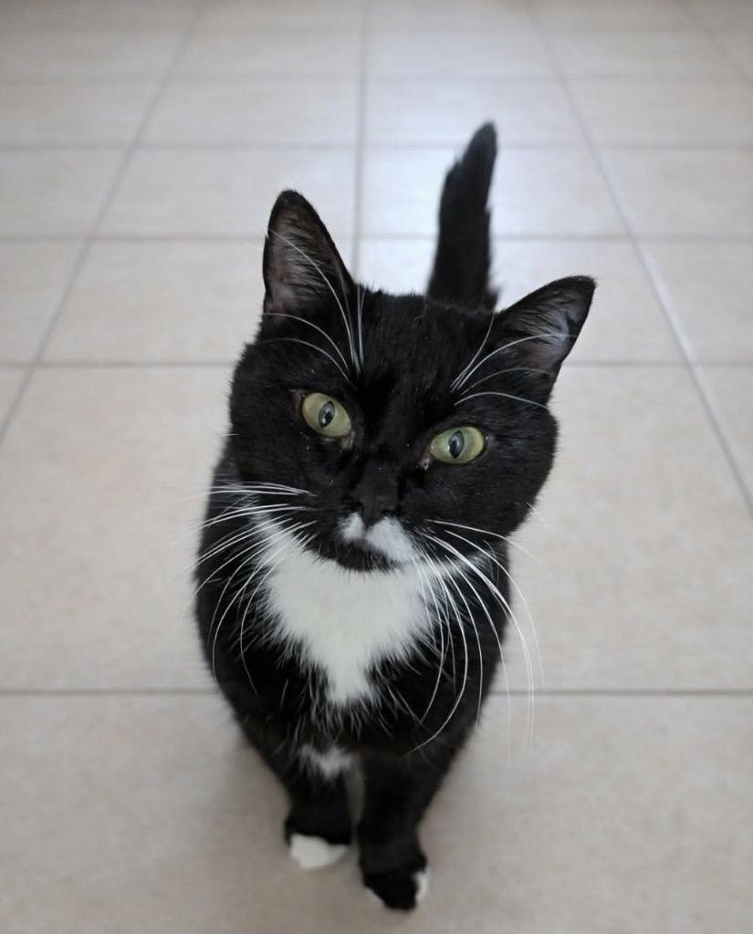 Enlarge Josephine - In foster - Call for appt, a Adoptable mixed breed in Pierceton, IN image 4/5