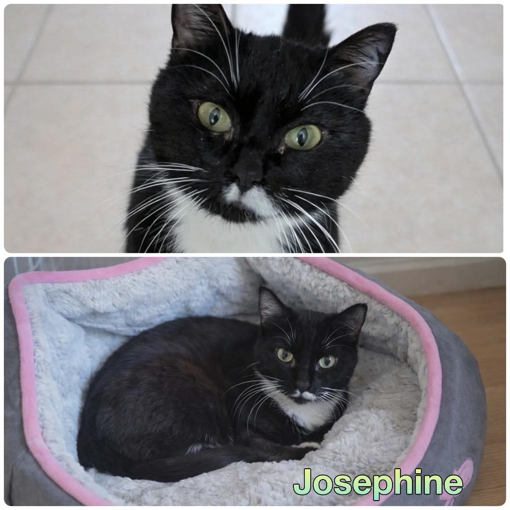 Enlarge Josephine - In foster - Call for appt, a Adoptable mixed breed in Pierceton, IN image 5/5