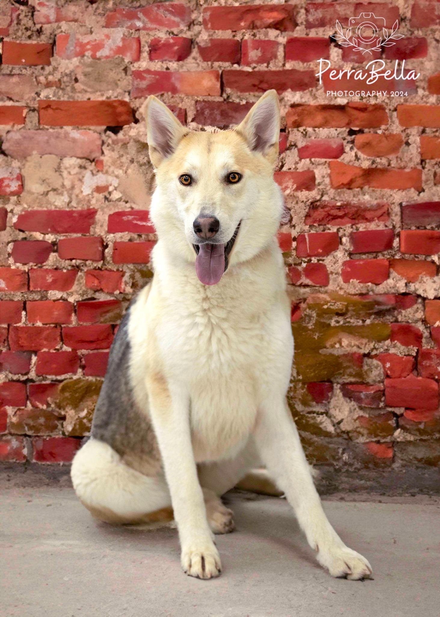 Fantasma, Adoptable, Adult Female Siberian Husky.