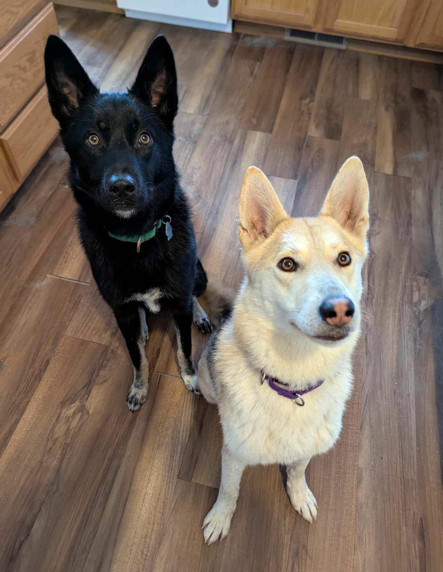 Enlarge Fantasma, a Adoptable Siberian Husky in West Richland, WA image 2/6