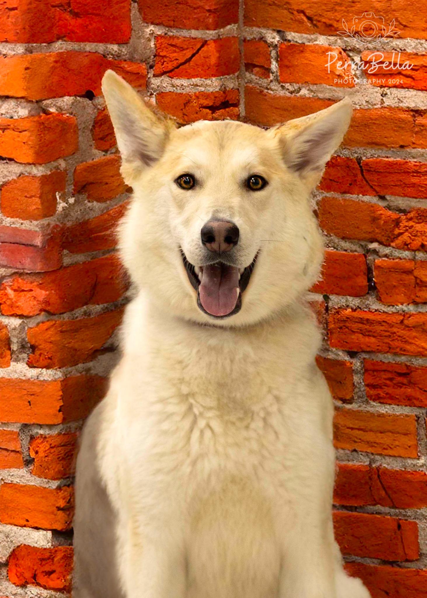 Enlarge Fantasma, a Adoptable Siberian Husky in West Richland, WA image 5/6