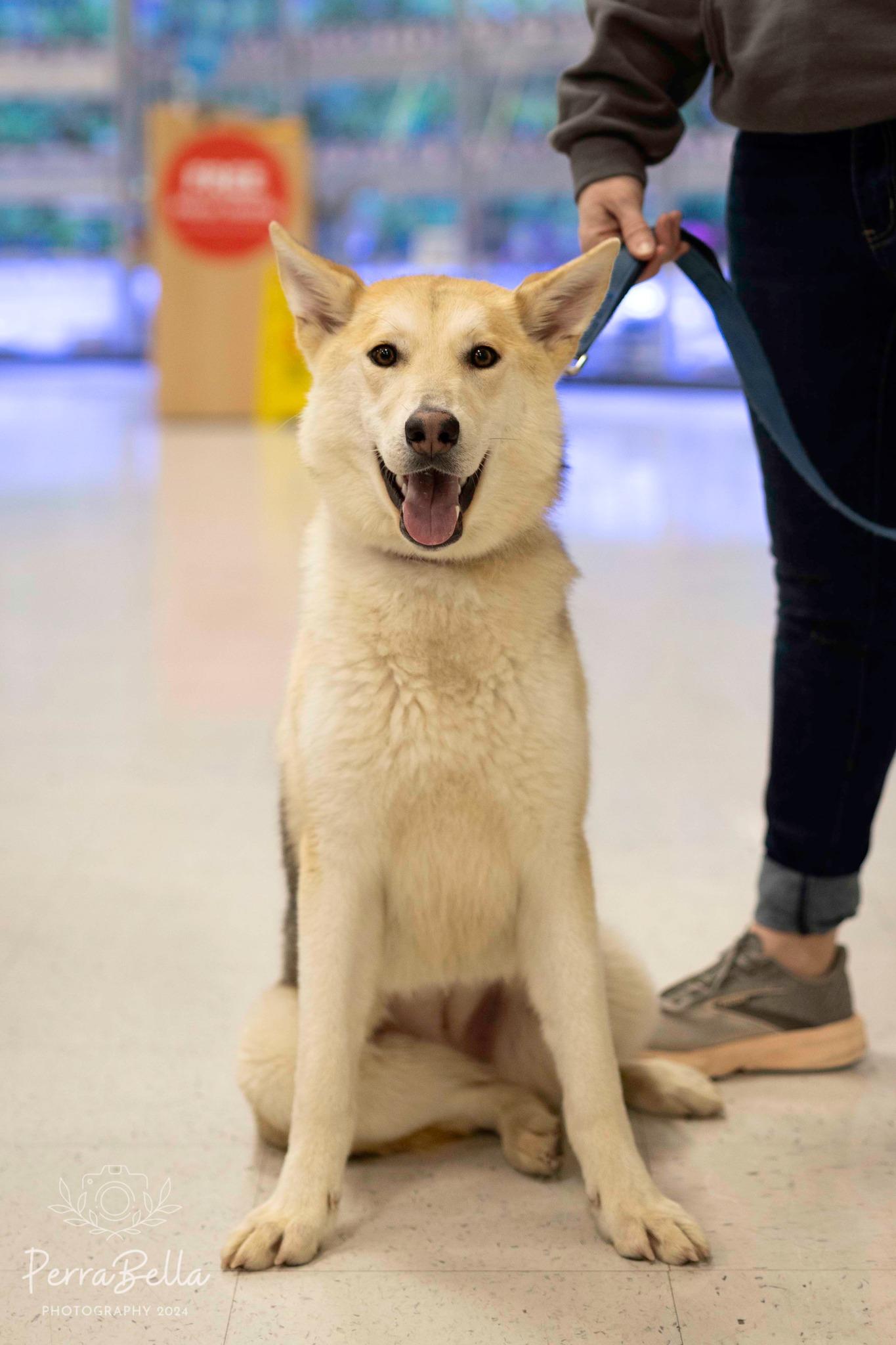 Enlarge Fantasma, a Adoptable Siberian Husky in West Richland, WA image 6/6