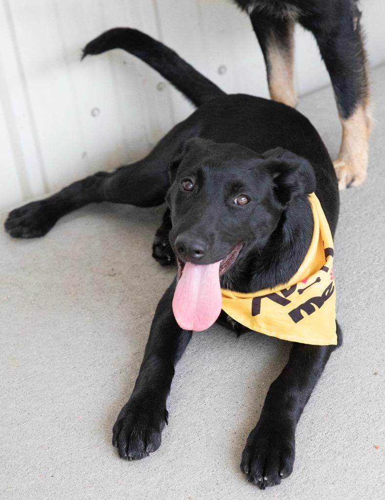 Enlarge Kickflip, a Adoptable mixed breed in Fort Lupton, CO image 1/6