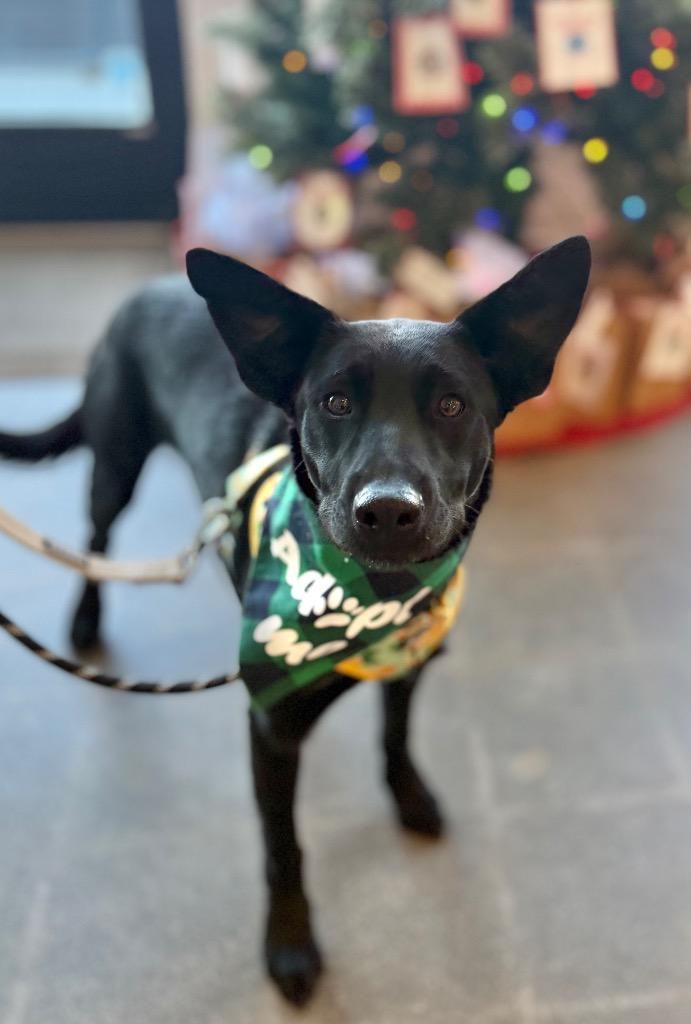 Kickflip, Adoptable, Young Male Australian Cattle Dog / Blue Heeler & Labrador Retriever.