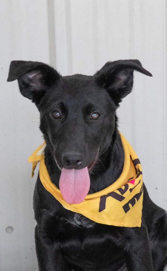Kickflip, a Adoptable mixed breed in Fort Lupton, CO image 2/6