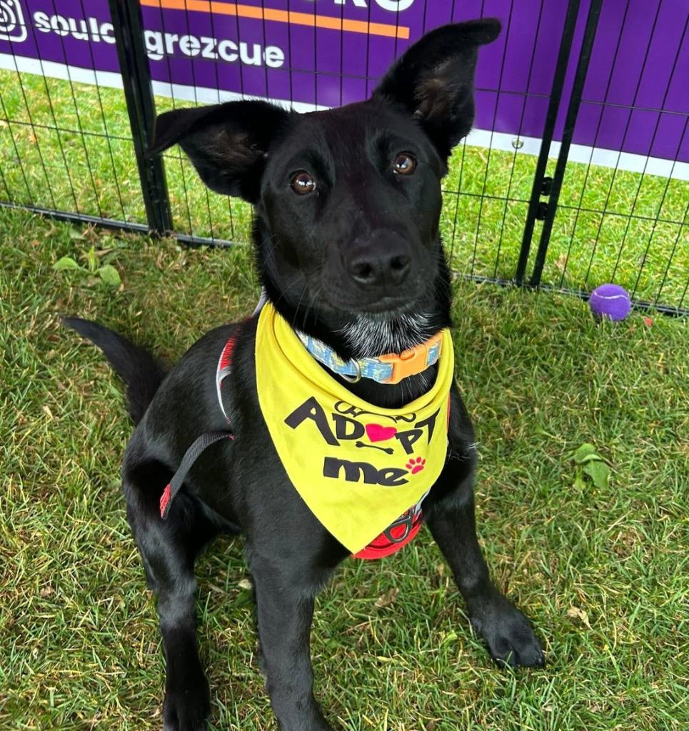 Kickflip, a Adoptable mixed breed in Fort Lupton, CO image 4/6