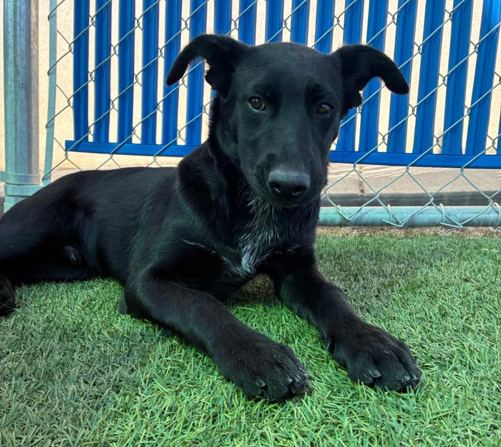 Kickflip, a Adoptable mixed breed in Fort Lupton, CO image 5/6