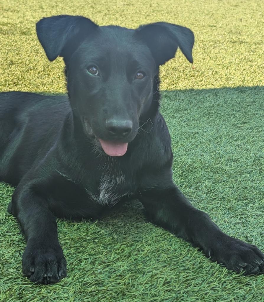Kickflip, a Adoptable mixed breed in Fort Lupton, CO image 6/6